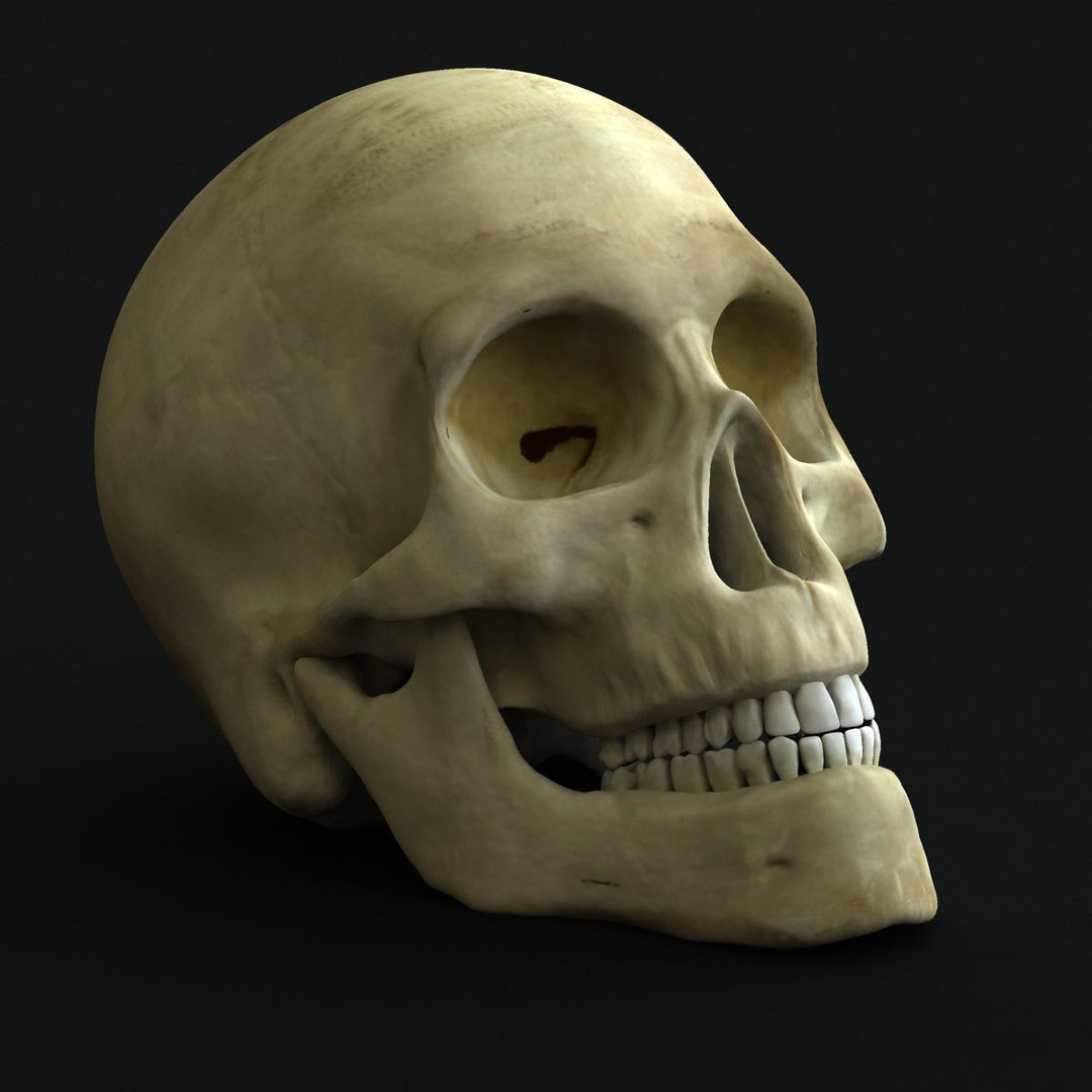 Full Female Skeleton 3D Model – Rigged X-Ray Character, Blender, FBX - View 12