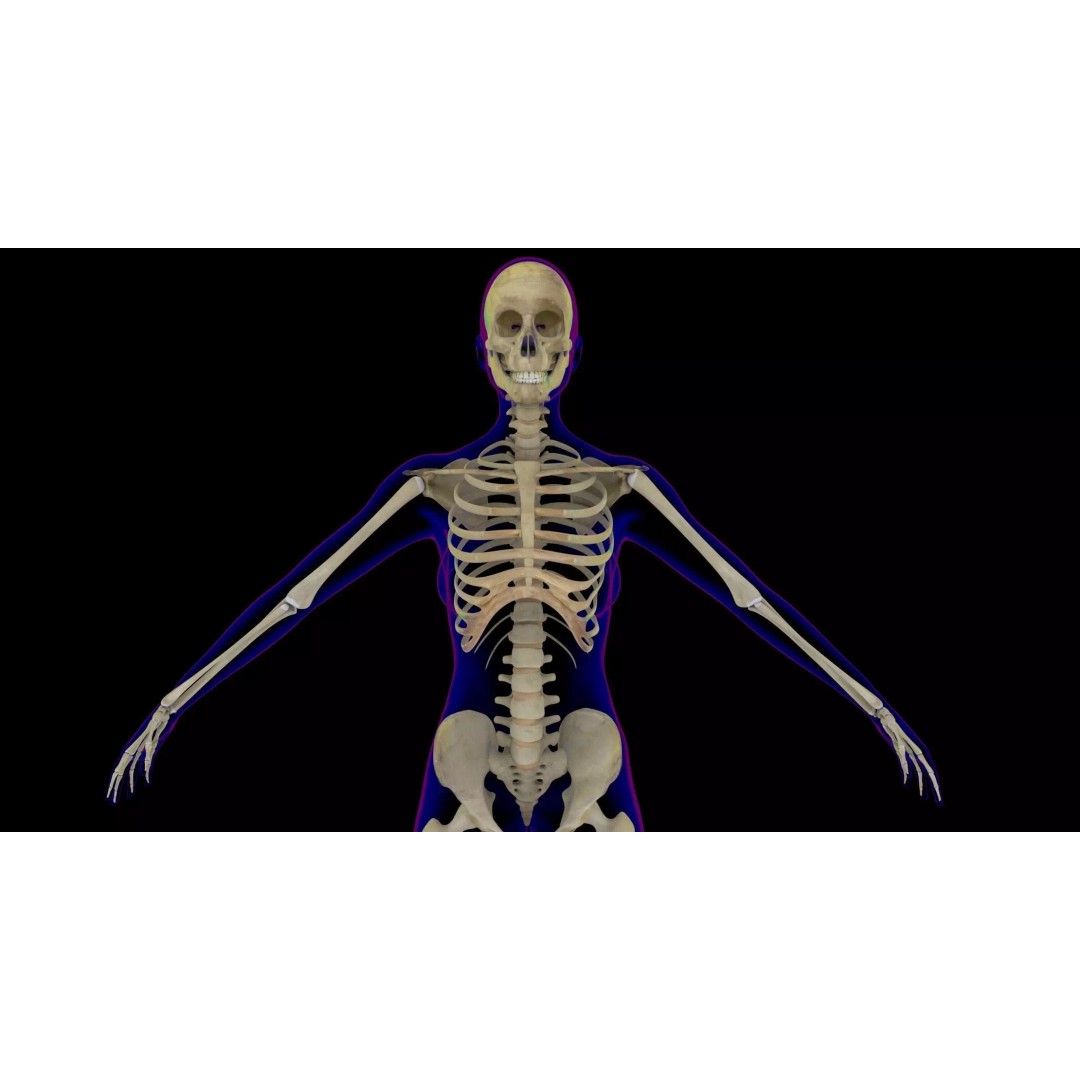 Full Female Skeleton 3D Model – Rigged X-Ray Character, Blender, FBX - View 2