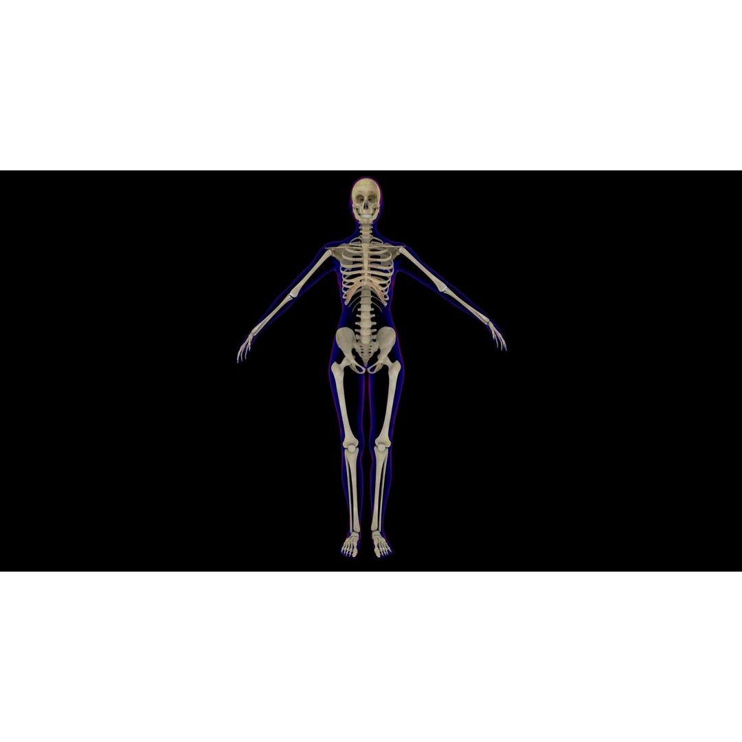 Full Female Skeleton 3D Model – Rigged X-Ray Character, Blender, FBX - View 3