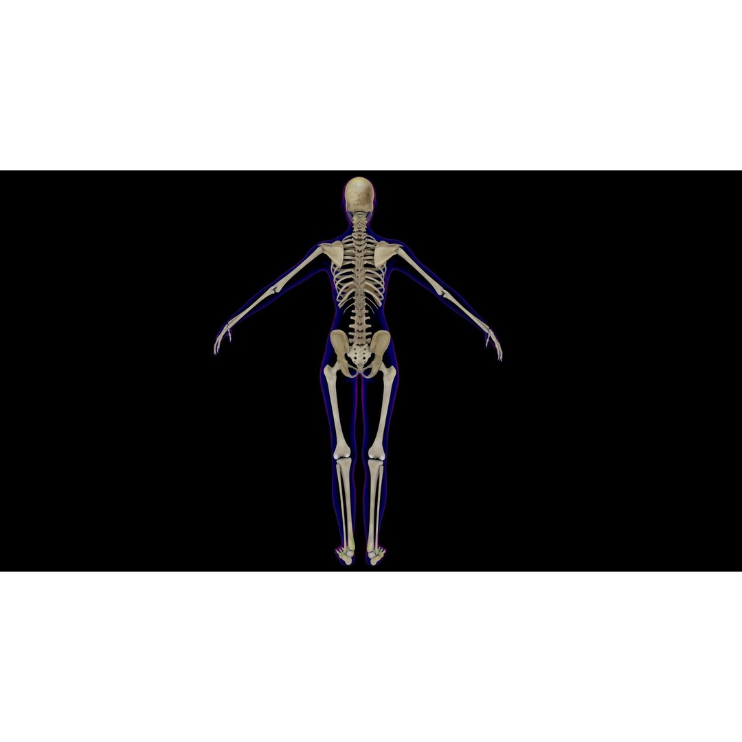 Full Female Skeleton 3D Model – Rigged X-Ray Character, Blender, FBX - View 4