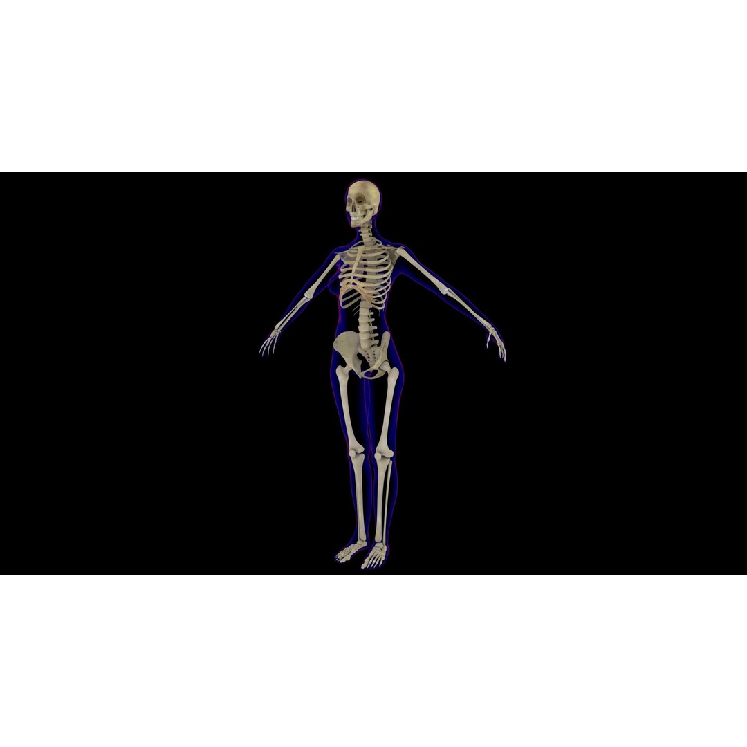 Full Female Skeleton 3D Model – Rigged X-Ray Character, Blender, FBX - View 5