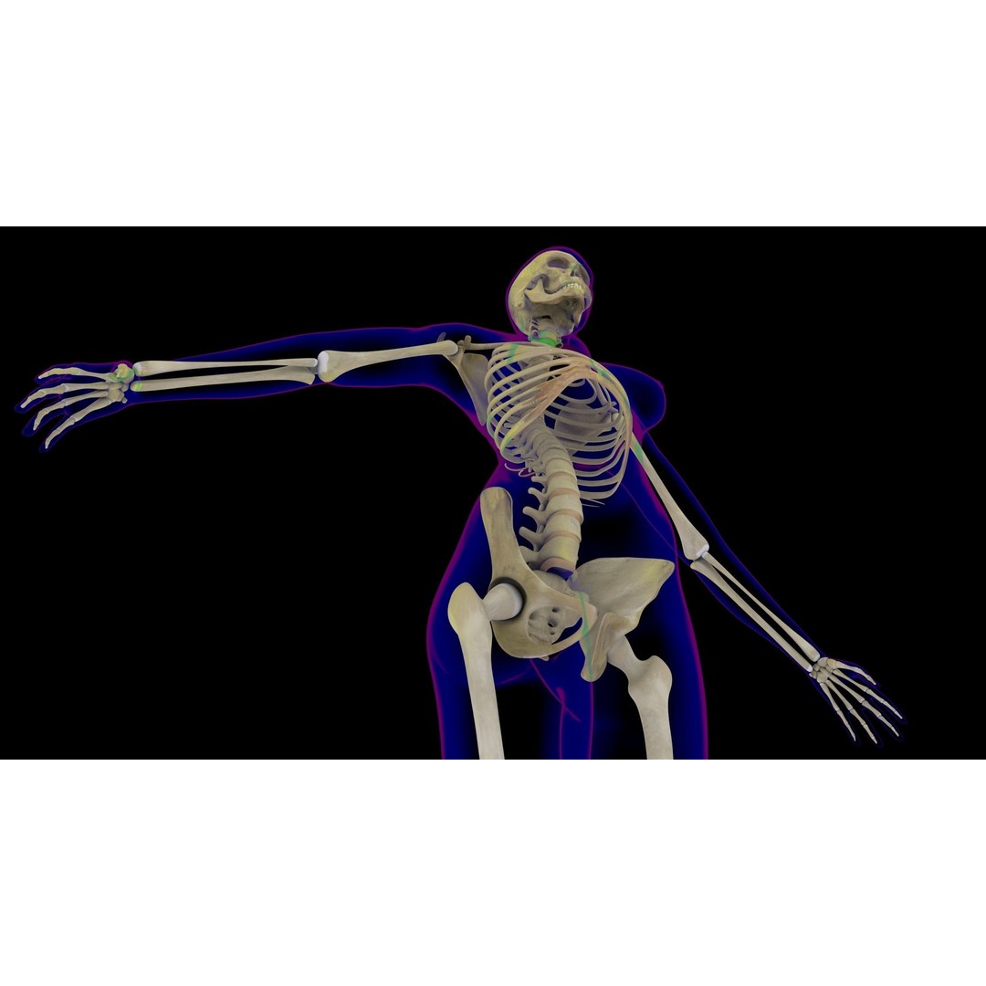 Full Female Skeleton 3D Model – Rigged X-Ray Character, Blender, FBX - View 6