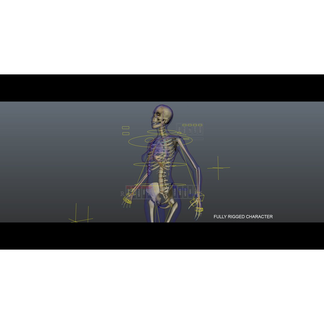 Full Female Skeleton 3D Model – Rigged X-Ray Character, Blender, FBX - View 7