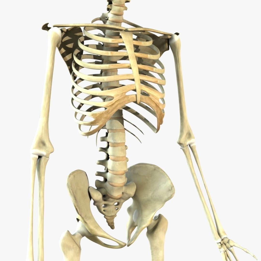 Full Female Skeleton 3D Model – Rigged X-Ray Character, Blender, FBX - View 8