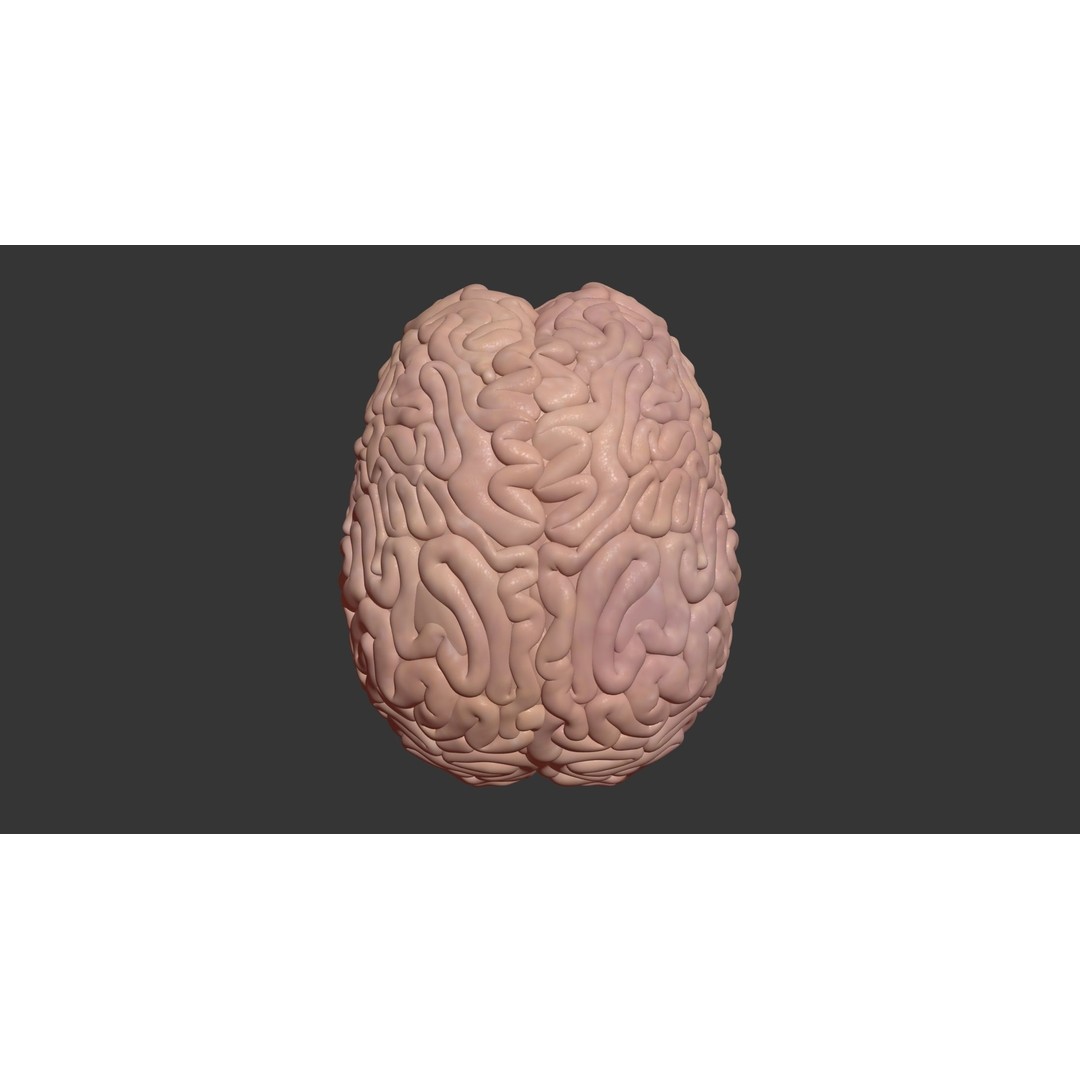 Human Brain 3D Model – High Poly Medical Anatomy, FBX, OBJ - View 10