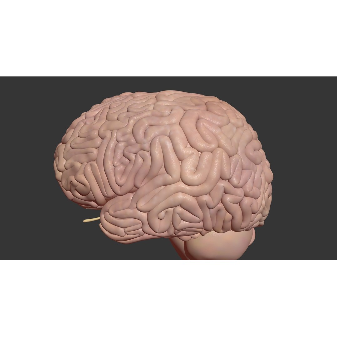 Human Brain 3D Model – High Poly Medical Anatomy, FBX, OBJ - View 11