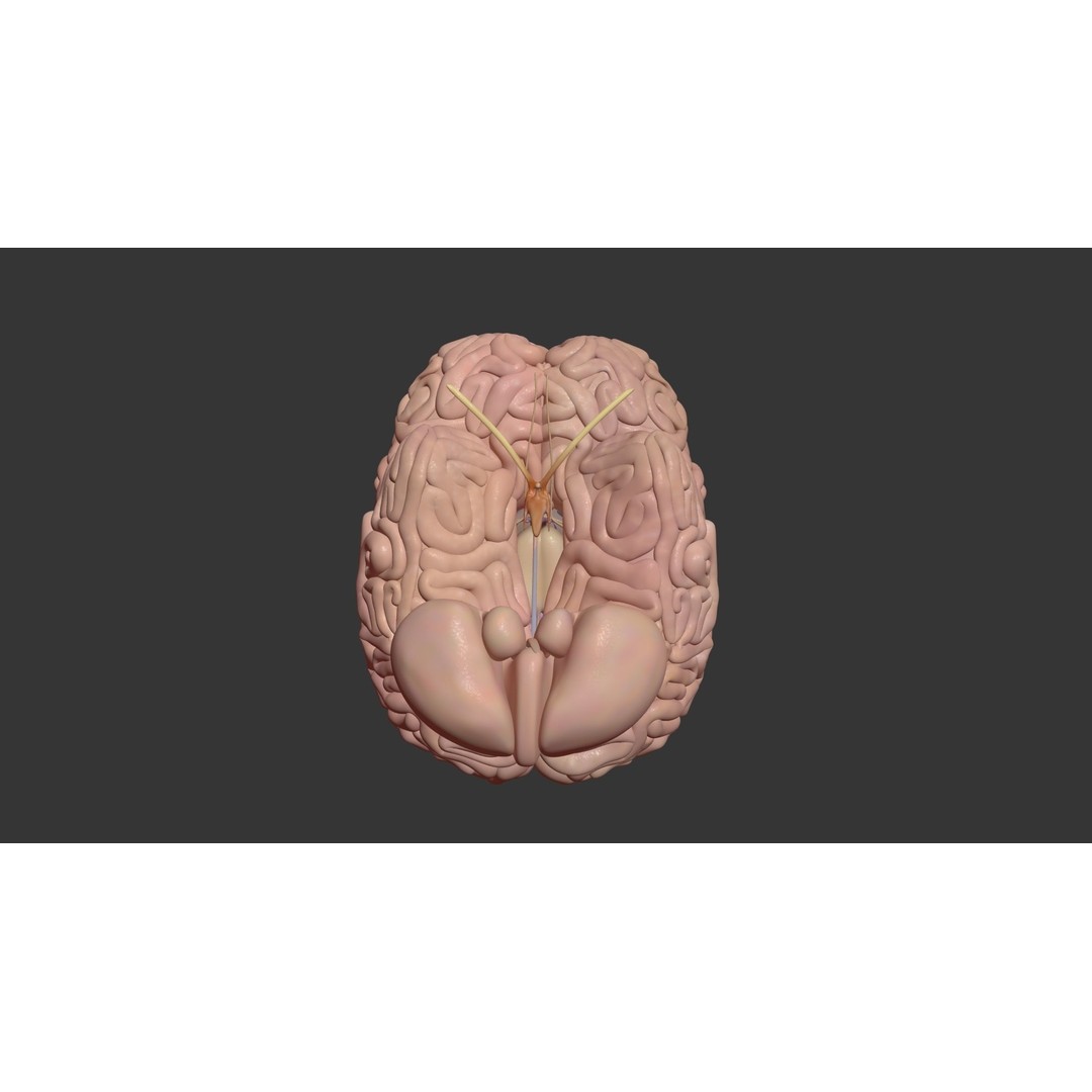 Human Brain 3D Model – High Poly Medical Anatomy, FBX, OBJ - View 12