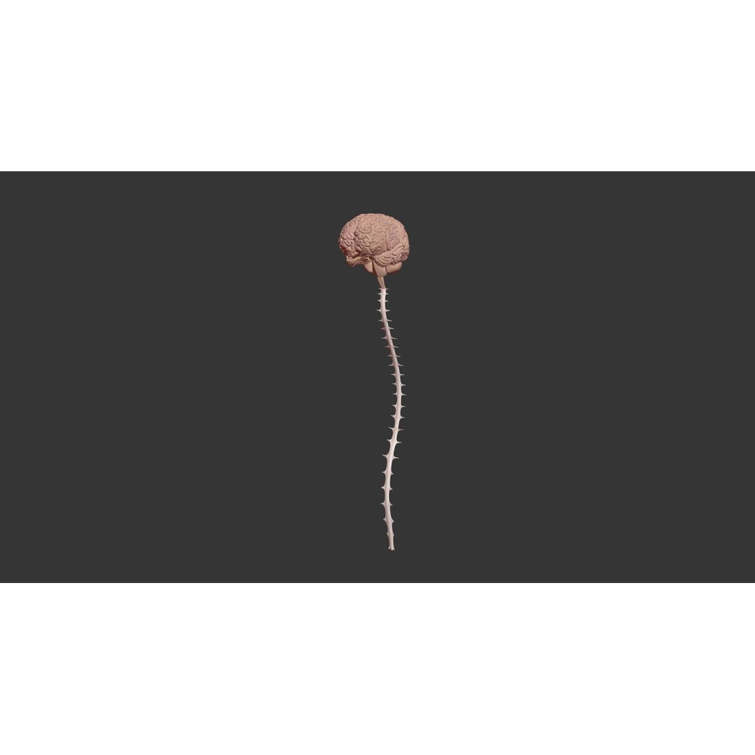 Human Brain 3D Model – High Poly Medical Anatomy, FBX, OBJ - View 14