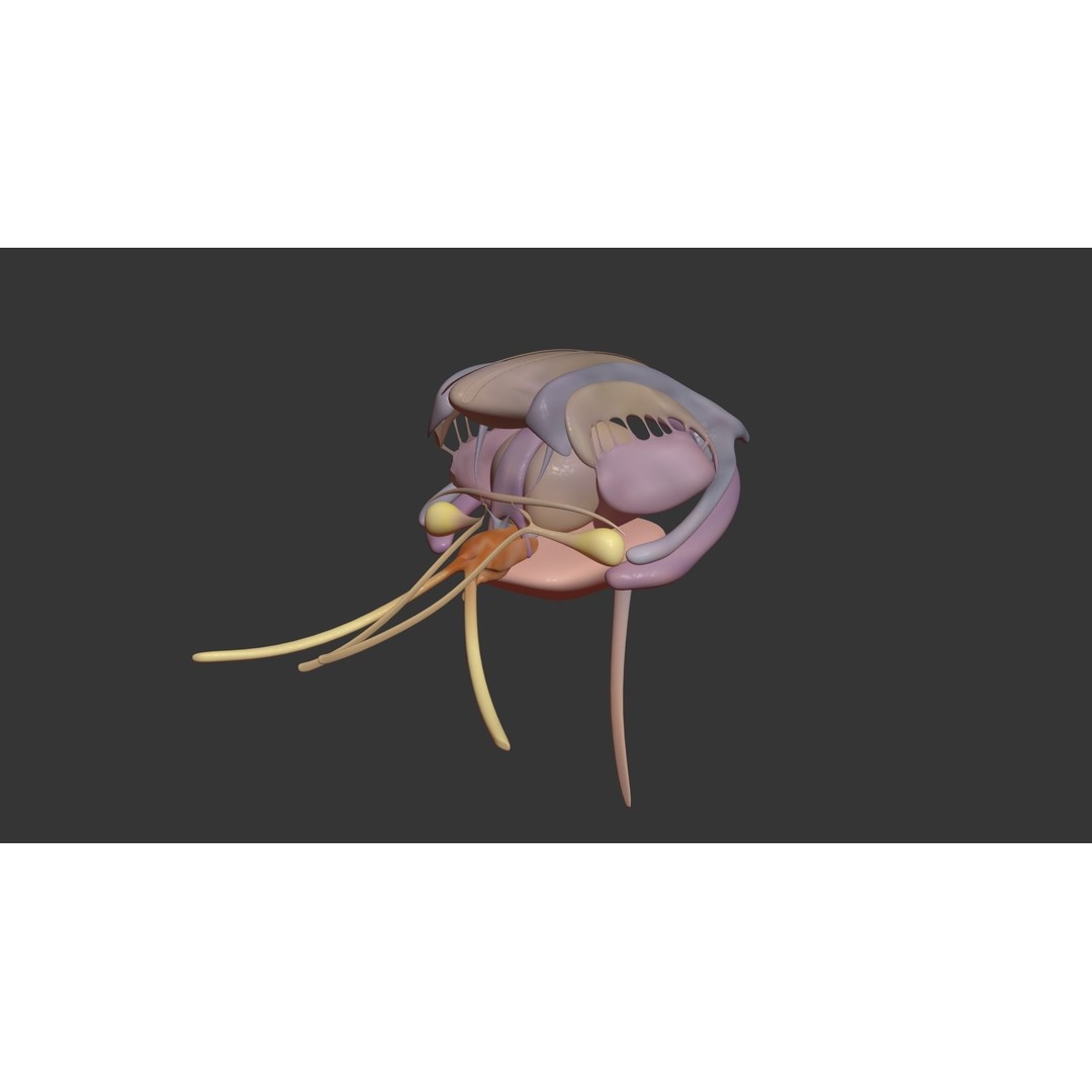 Human Brain 3D Model – High Poly Medical Anatomy, FBX, OBJ - View 15