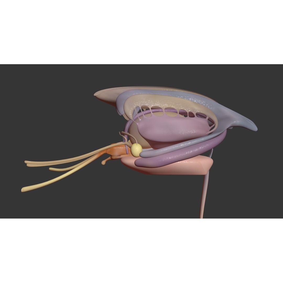 Human Brain 3D Model – High Poly Medical Anatomy, FBX, OBJ - View 16