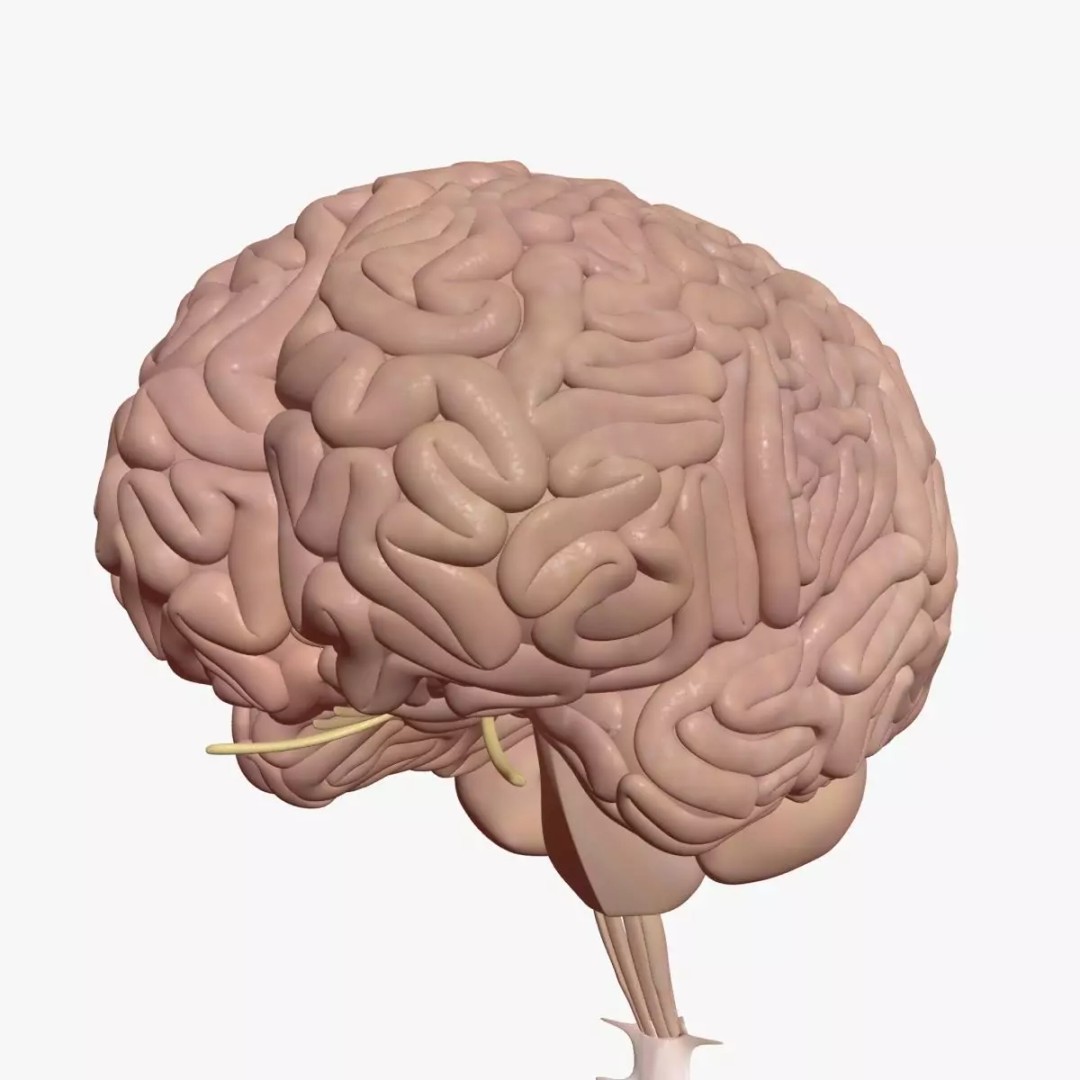 Human Brain 3D Model – High Poly Medical Anatomy, FBX, OBJ - View 2