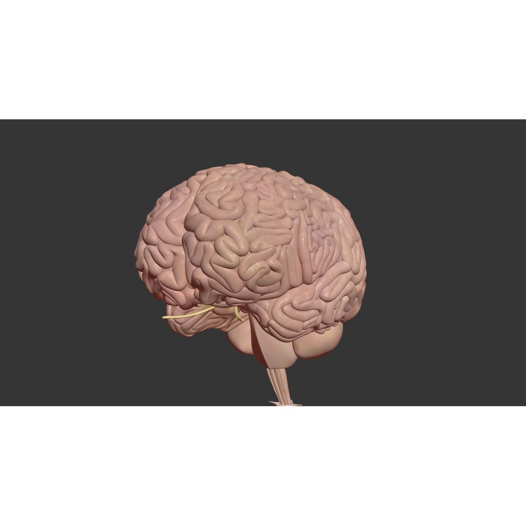 Human Brain 3D Model – High Poly Medical Anatomy, FBX, OBJ - View 3