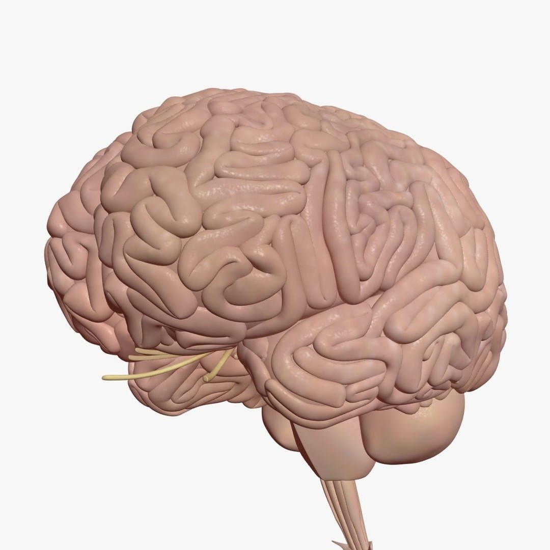 Human Brain 3D Model – High Poly Medical Anatomy, FBX, OBJ - View 4
