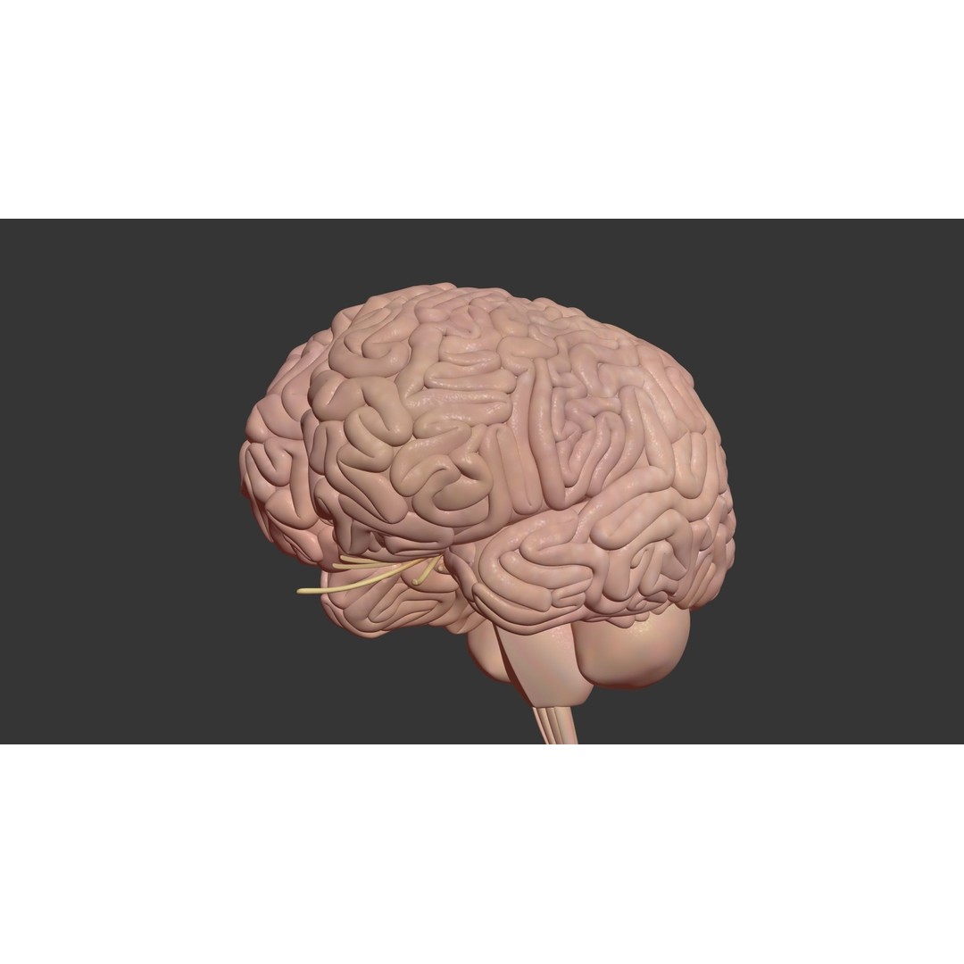 Human Brain 3D Model – High Poly Medical Anatomy, FBX, OBJ - View 5