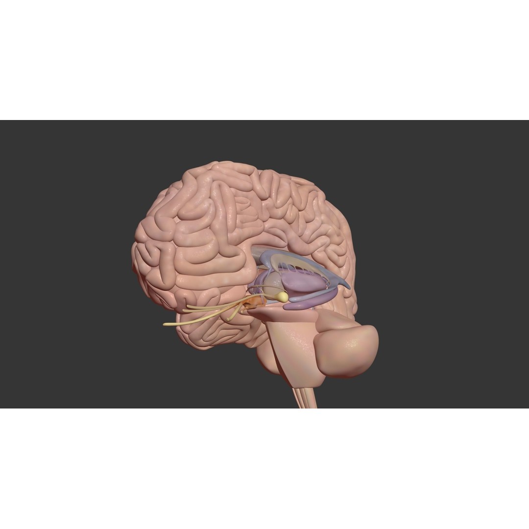 Human Brain 3D Model – High Poly Medical Anatomy, FBX, OBJ - View 6
