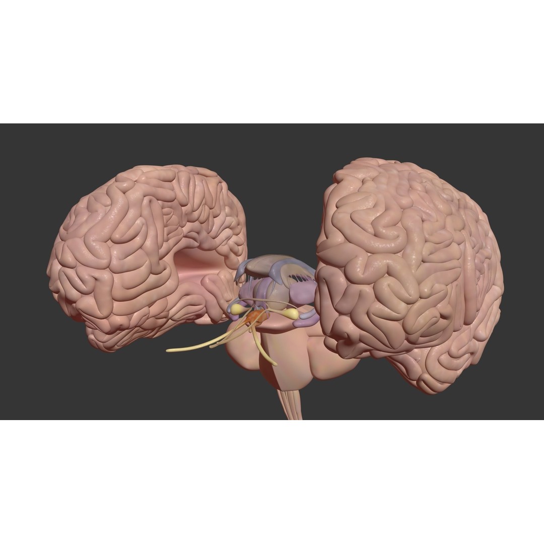 Human Brain 3D Model – High Poly Medical Anatomy, FBX, OBJ - View 7