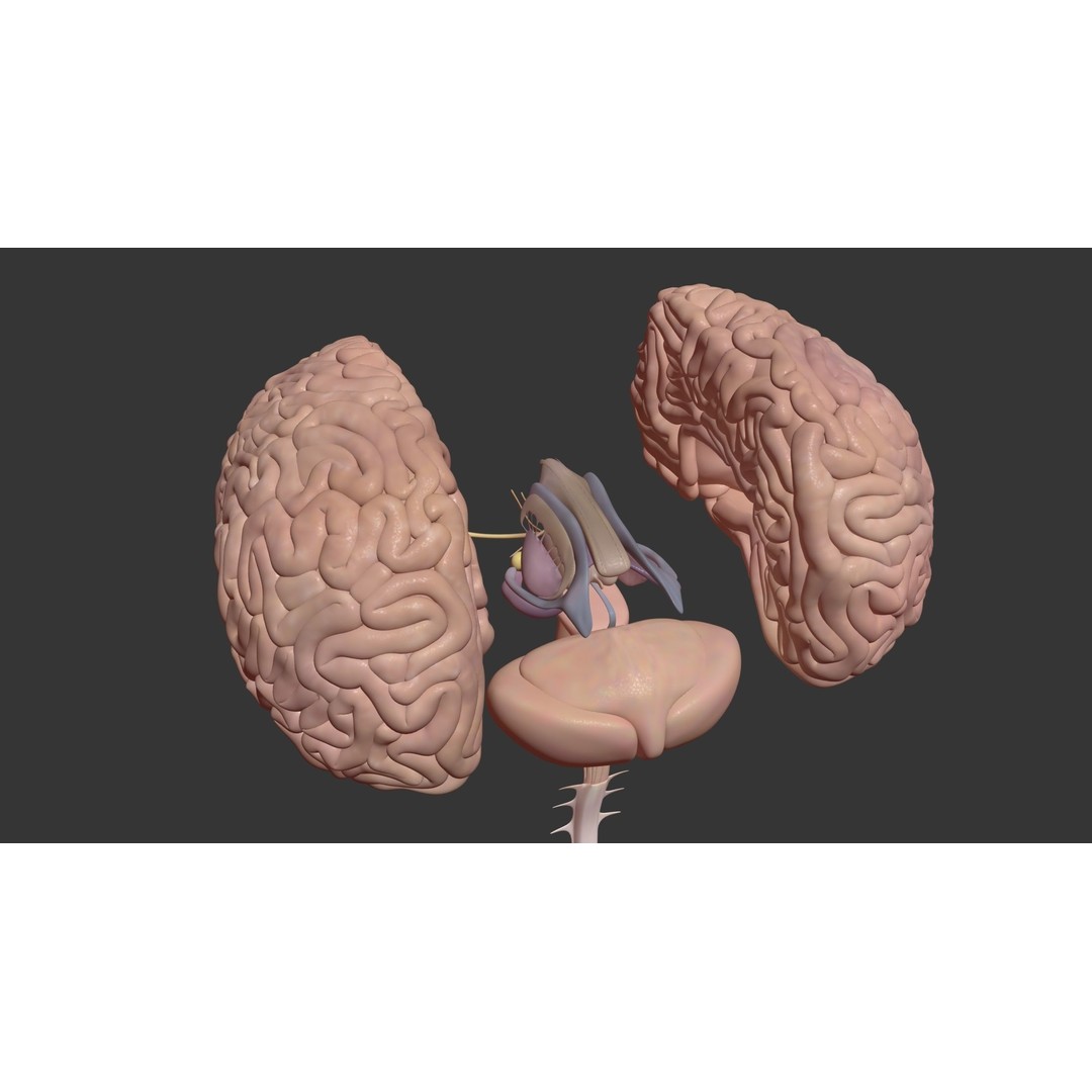 Human Brain 3D Model – High Poly Medical Anatomy, FBX, OBJ - View 8