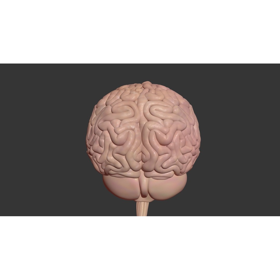 Human Brain 3D Model – High Poly Medical Anatomy, FBX, OBJ - View 9