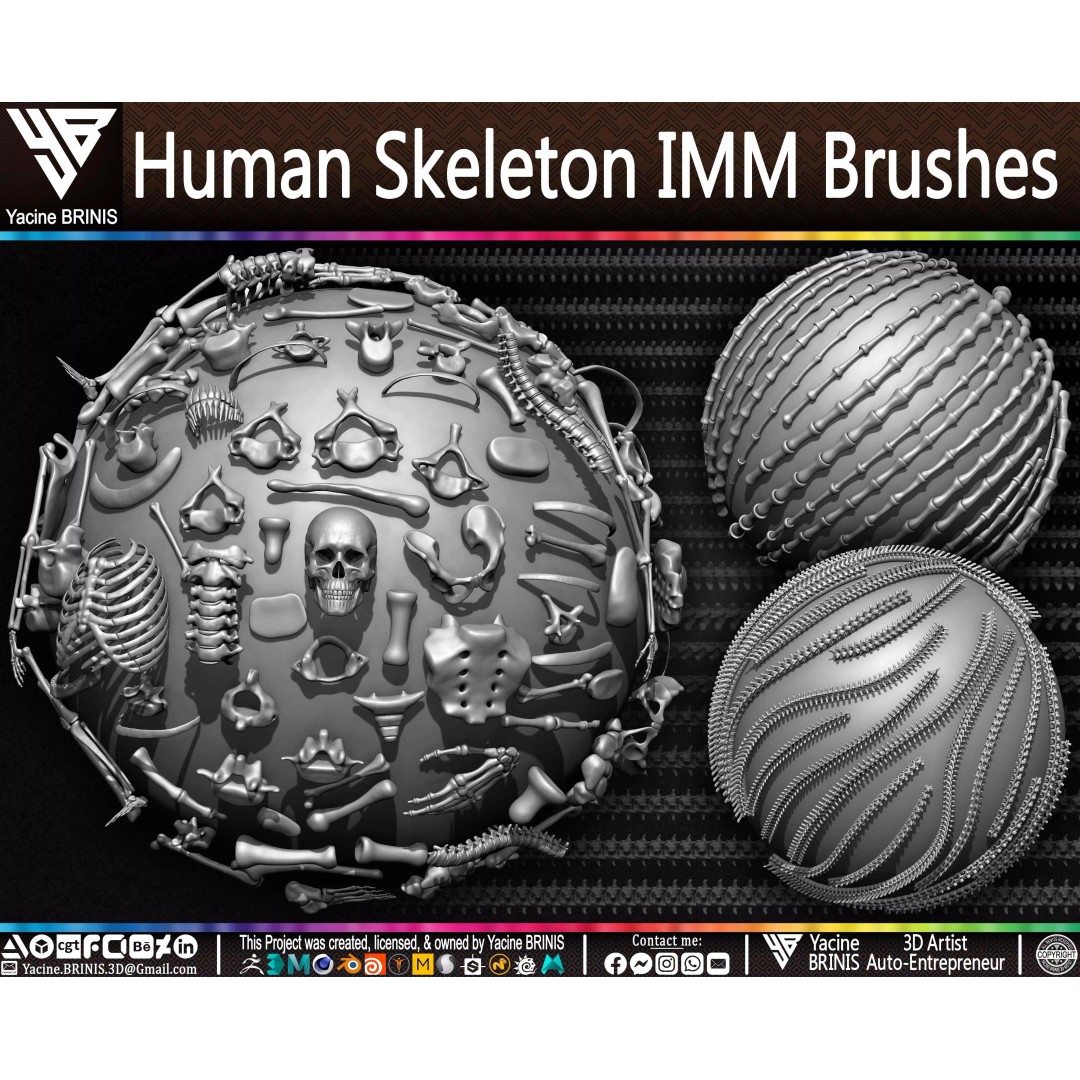 Human Skeleton 3D Model – Low Poly IMM Brushes for ZBrush - View 26