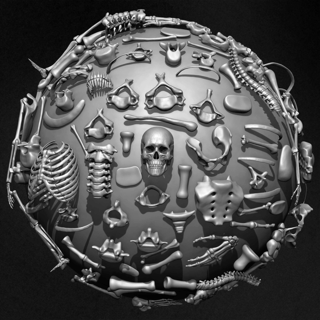 Human Skeleton 3D Model – Low Poly IMM Brushes for ZBrush - View 27
