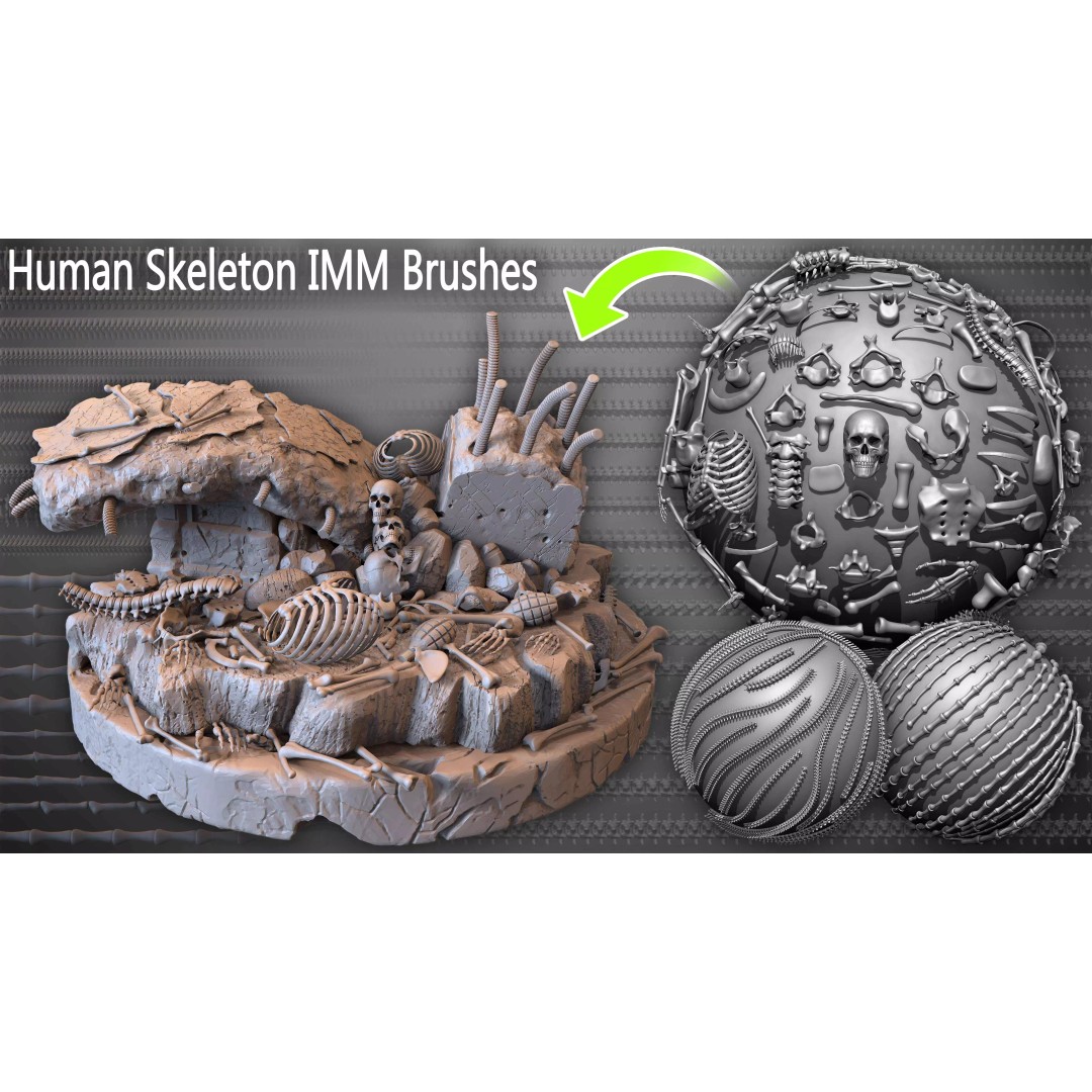 Human Skeleton 3D Model – Low Poly IMM Brushes for ZBrush - View 31