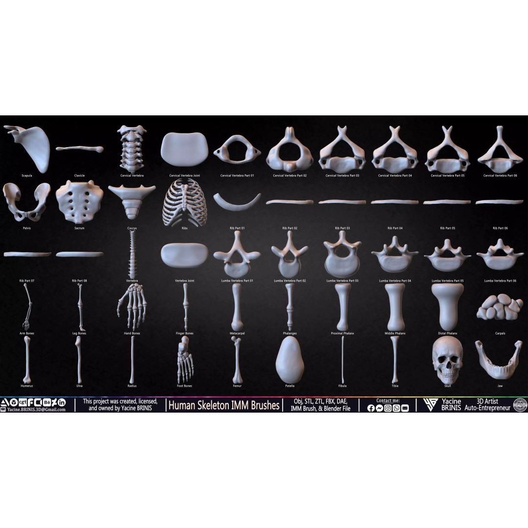 Human Skeleton 3D Model – Low Poly IMM Brushes for ZBrush - View 4