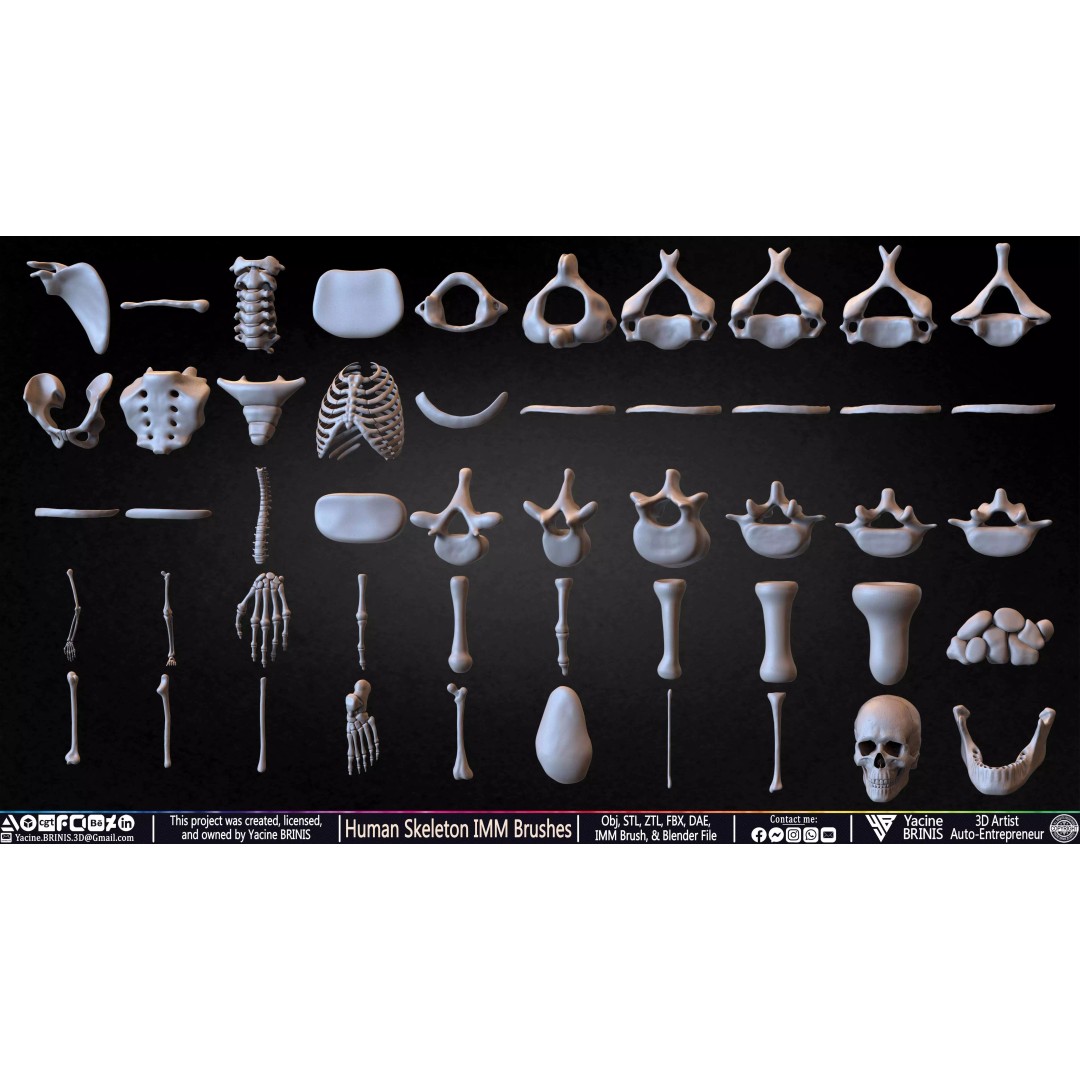 Human Skeleton 3D Model – Low Poly IMM Brushes for ZBrush - View 5
