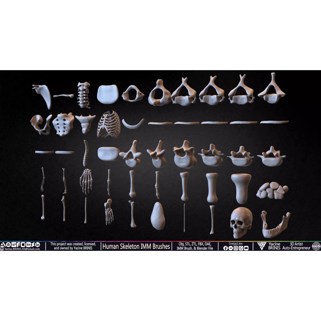 Human Skeleton 3D Model – Low Poly IMM Brushes for ZBrush - View 6