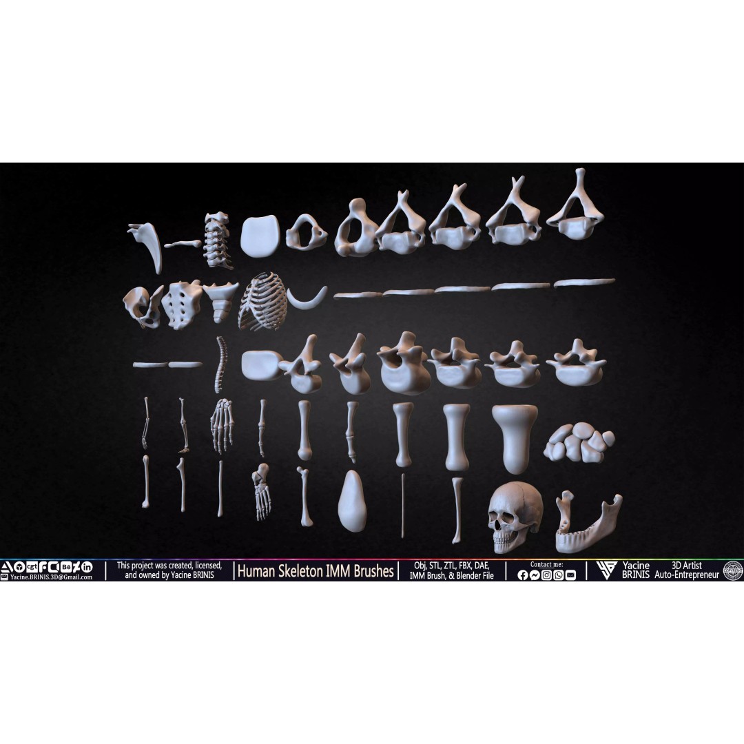 Human Skeleton 3D Model – Low Poly IMM Brushes for ZBrush - View 7