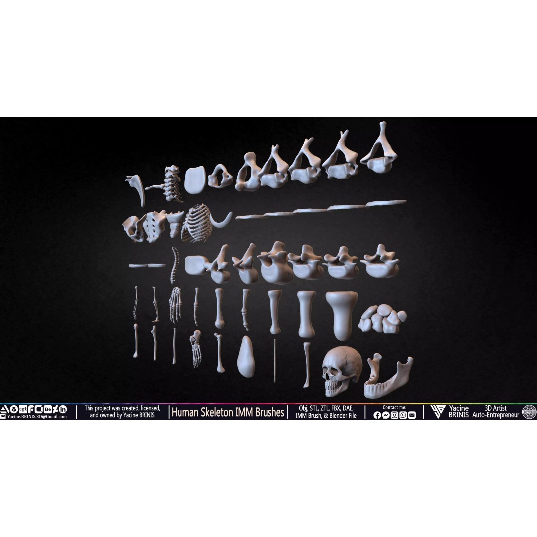 Human Skeleton 3D Model – Low Poly IMM Brushes for ZBrush - View 8