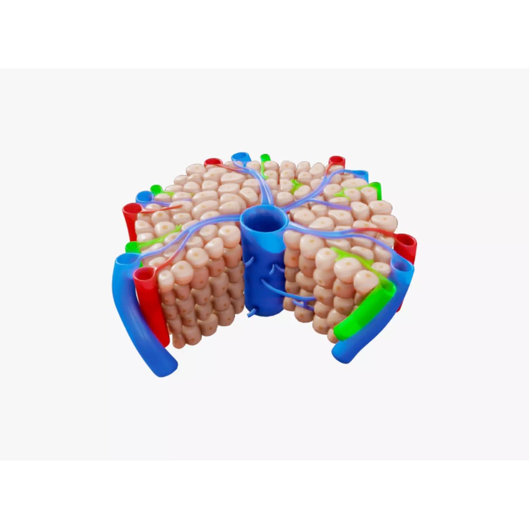 Hepatic Lobule Anatomy 3D Model – PBR Textured Medical Asset, FBX - View 2