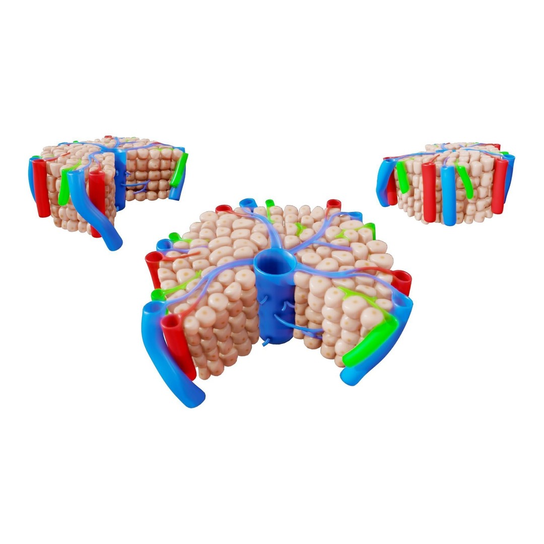 Hepatic Lobule Anatomy 3D Model – PBR Textured Medical Asset, FBX - View 3
