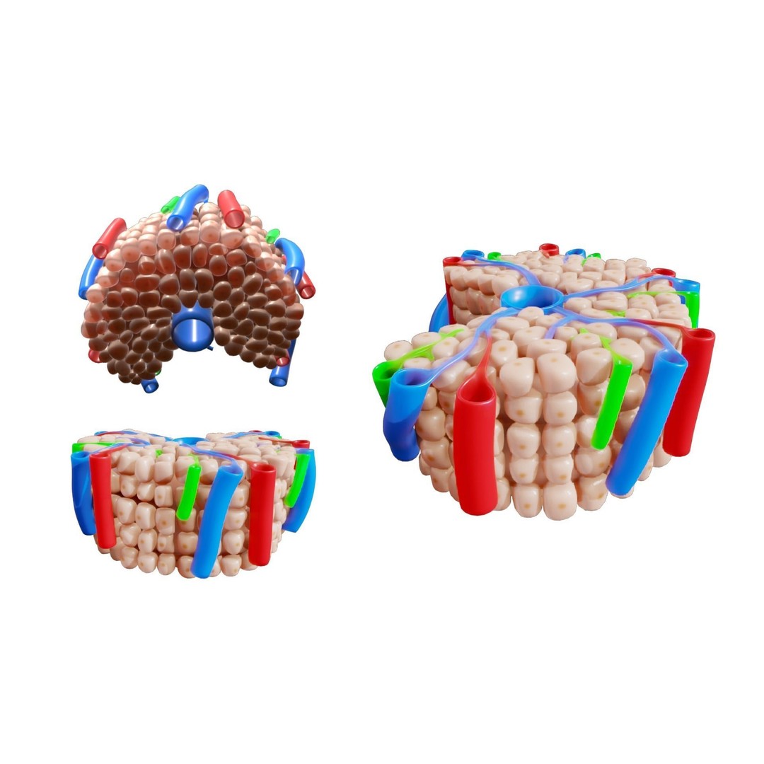 Hepatic Lobule Anatomy 3D Model – PBR Textured Medical Asset, FBX - View 4