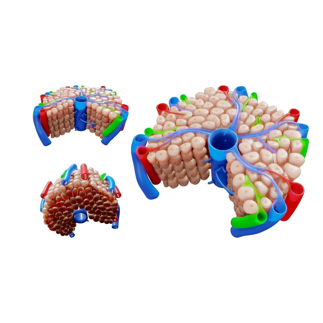 Hepatic Lobule Anatomy 3D Model – PBR Textured Medical Asset, FBX - View 5