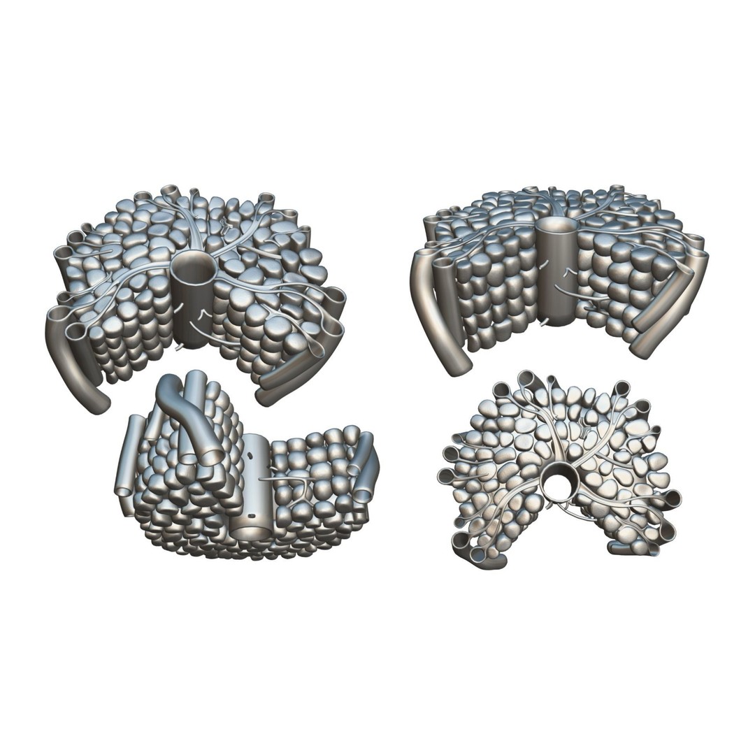 Hepatic Lobule Anatomy 3D Model – PBR Textured Medical Asset, FBX - View 6