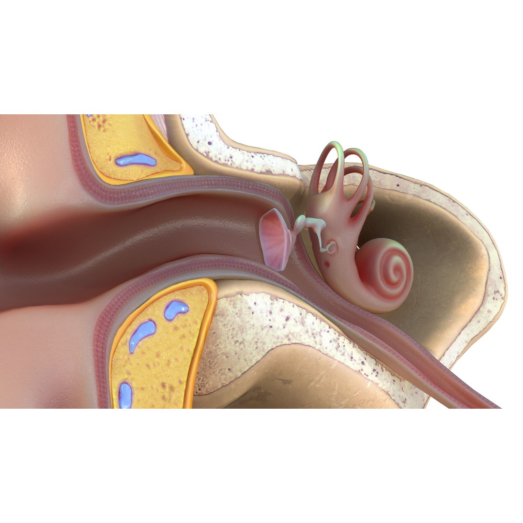 Ear Structure Anatomy Section 3D Model – Low Poly PBR Medical Asset, FBX - View 10