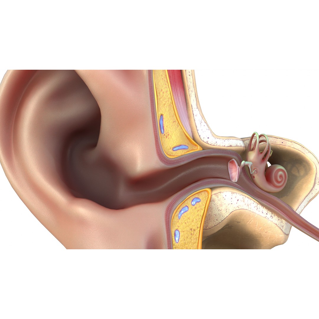 Ear Structure Anatomy Section 3D Model – Low Poly PBR Medical Asset, FBX - View 11