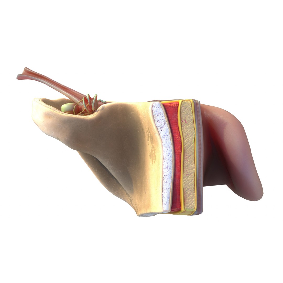 Ear Structure Anatomy Section 3D Model – Low Poly PBR Medical Asset, FBX - View 12