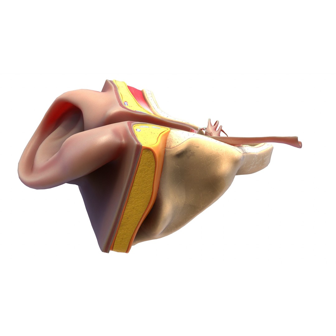 Ear Structure Anatomy Section 3D Model – Low Poly PBR Medical Asset, FBX - View 13