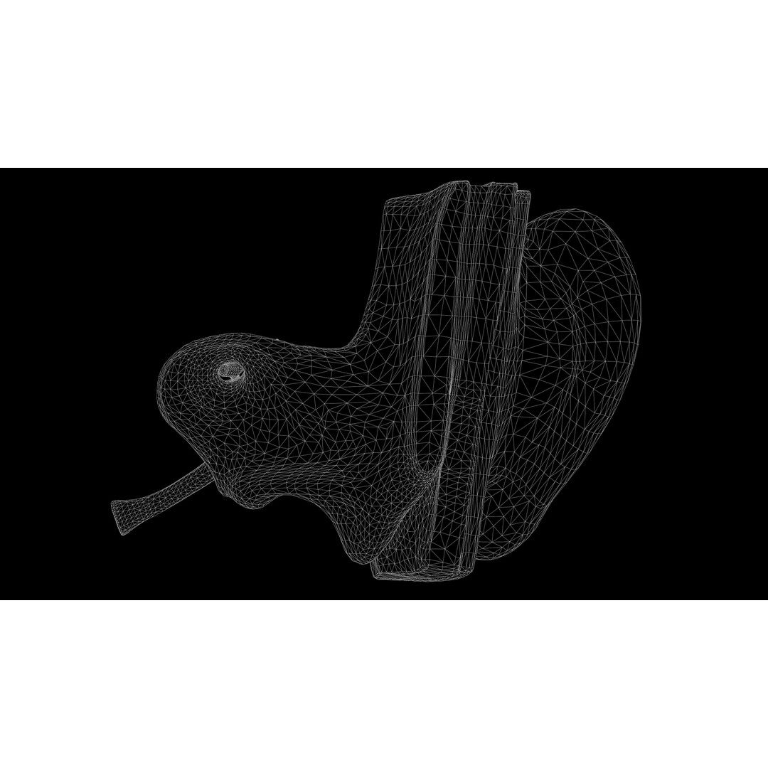 Ear Structure Anatomy Section 3D Model – Low Poly PBR Medical Asset, FBX - View 16
