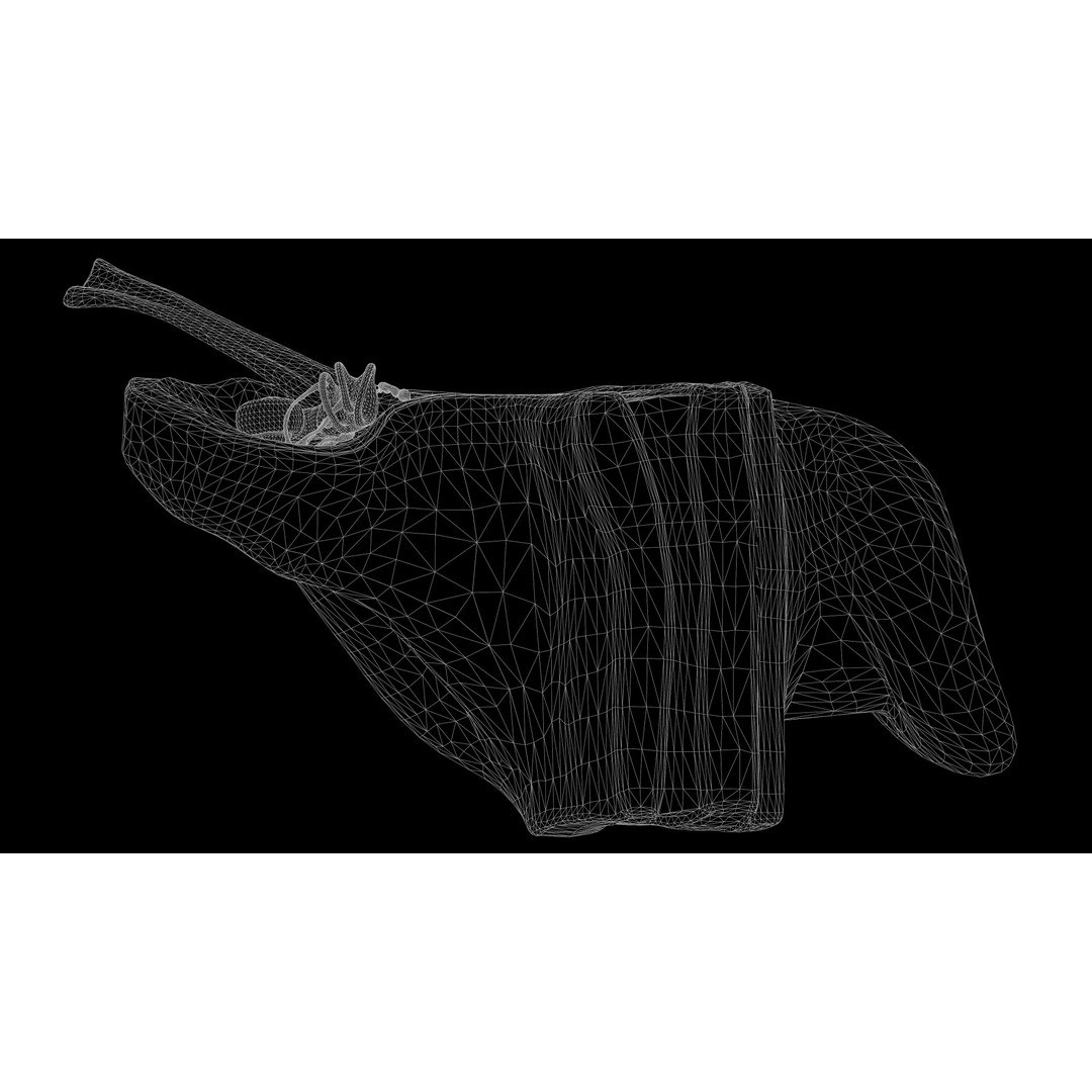 Ear Structure Anatomy Section 3D Model – Low Poly PBR Medical Asset, FBX - View 17