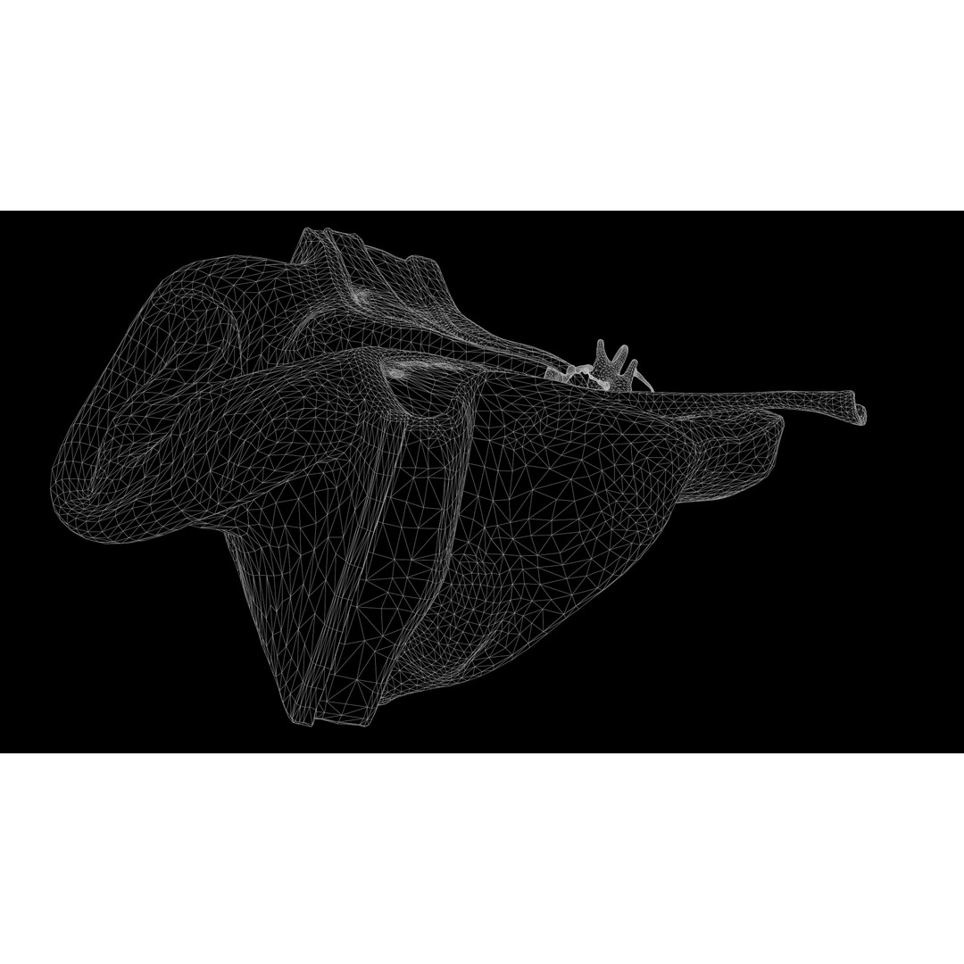 Ear Structure Anatomy Section 3D Model – Low Poly PBR Medical Asset, FBX - View 18