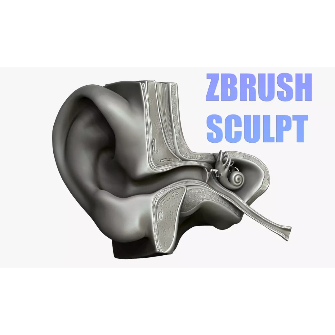 Ear Structure Anatomy Section 3D Model – Low Poly PBR Medical Asset, FBX - View 2
