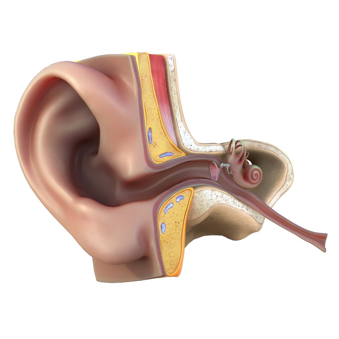 Ear Structure Anatomy Section 3D Model – Low Poly PBR Medical Asset, FBX - View 3