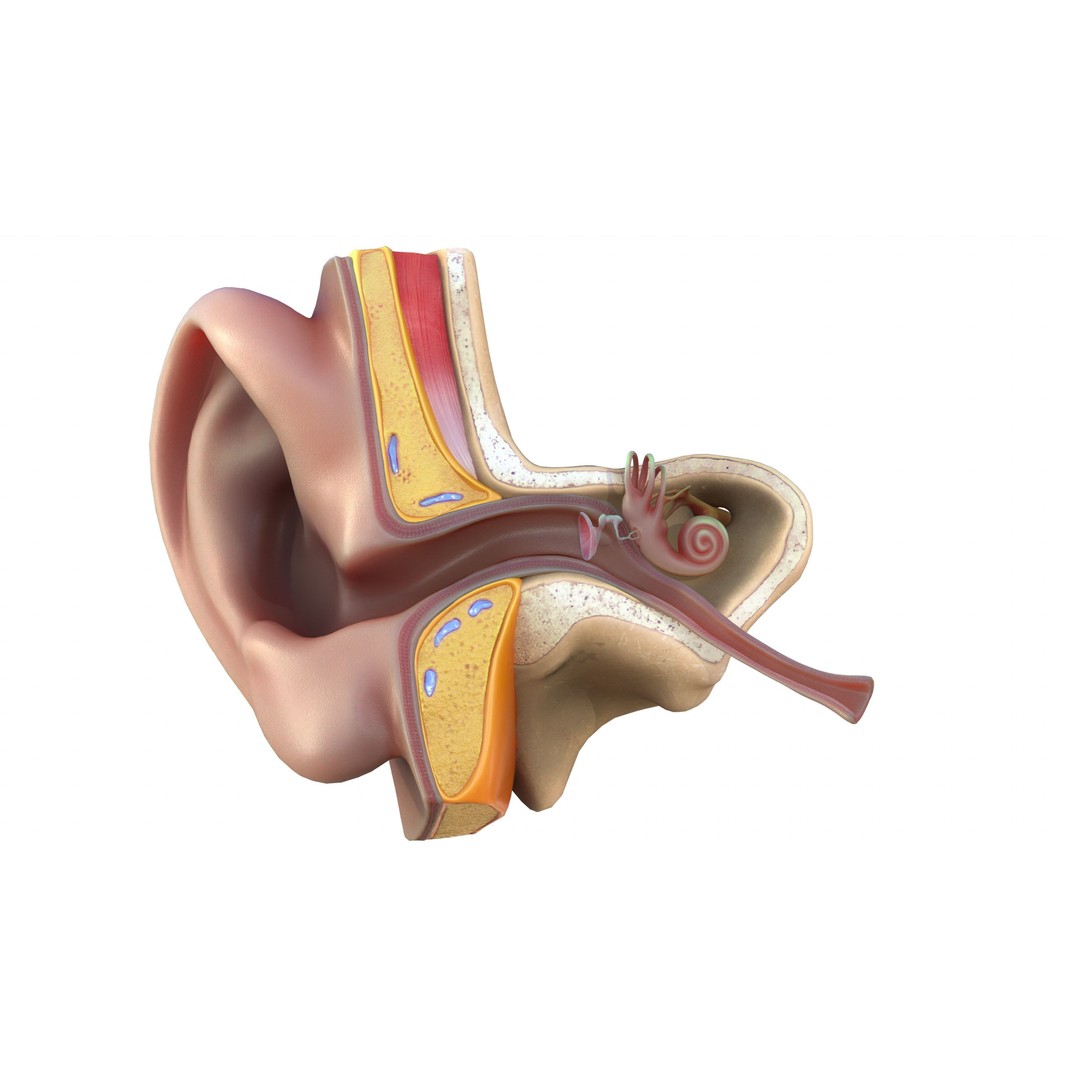 Ear Structure Anatomy Section 3D Model – Low Poly PBR Medical Asset, FBX - View 4