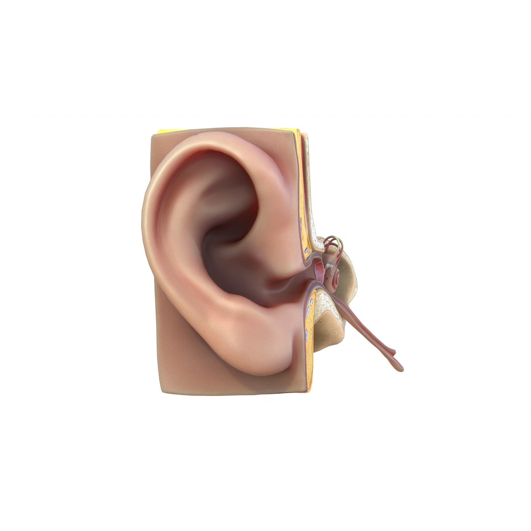 Ear Structure Anatomy Section 3D Model – Low Poly PBR Medical Asset, FBX - View 5