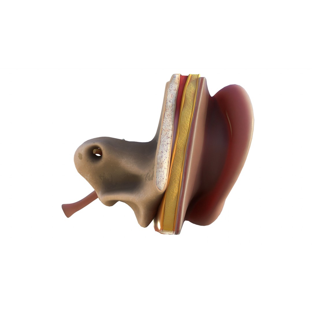 Ear Structure Anatomy Section 3D Model – Low Poly PBR Medical Asset, FBX - View 6