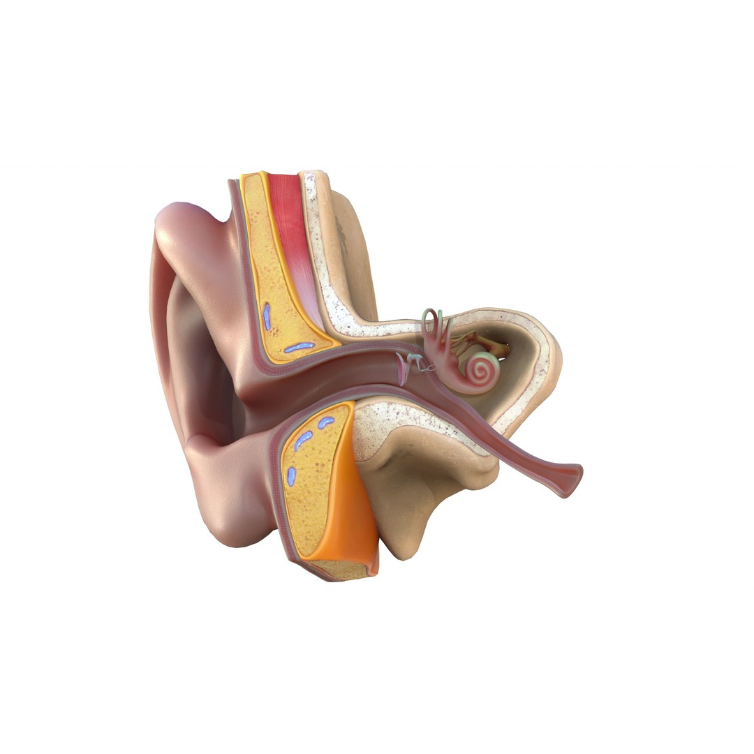 Ear Structure Anatomy Section 3D Model – Low Poly PBR Medical Asset, FBX - View 7