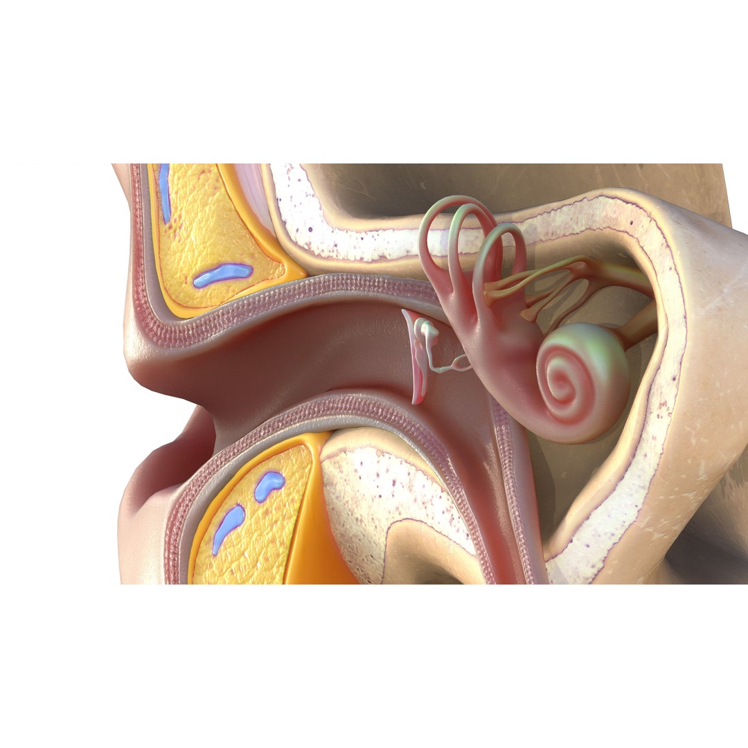 Ear Structure Anatomy Section 3D Model – Low Poly PBR Medical Asset, FBX - View 8