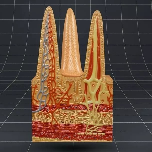 Intestinal Villi 3D Model – Realistic Anatomy Asset, FBX, OBJ